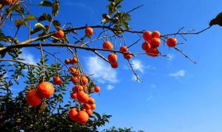 只有柿子挂树上的诗句 描写柿子的古诗